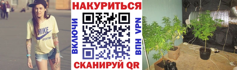 Шишки марихуана планчик  Рошаль 